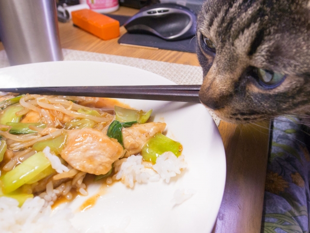 鶏胸肉とチンゲン菜のあんかけ炒めと猫１