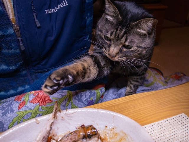 煮魚が気になる猫