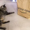 Amazon Prime Now nyan