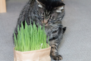 無印良品の猫草１