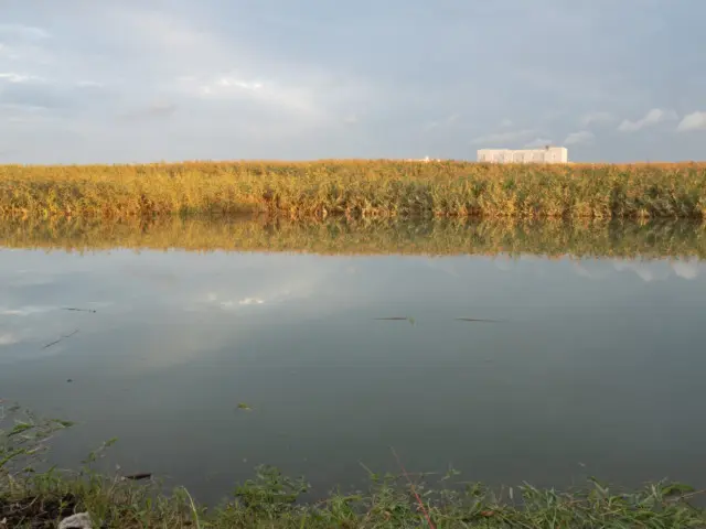 夕日のさす芦原