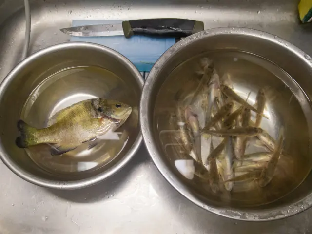 釣れたブルーギルとハゼ