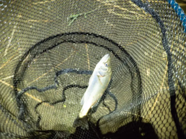 セイゴが釣れる