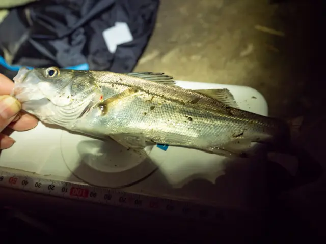 ２匹目のセイゴ