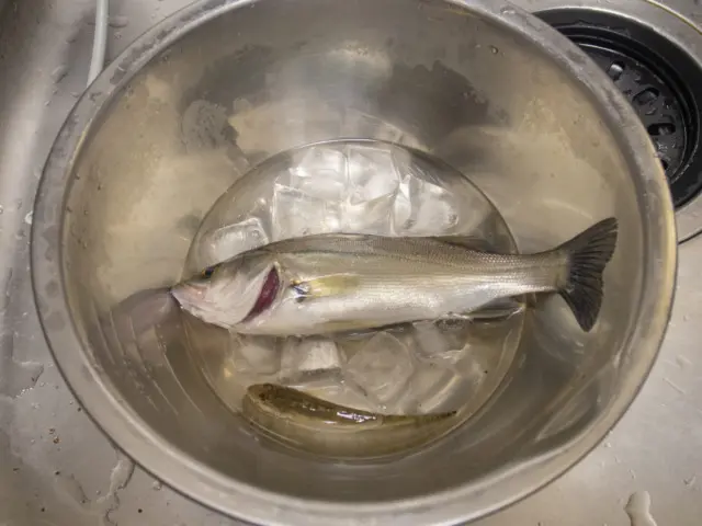 持ち帰ったセイゴとハゼ