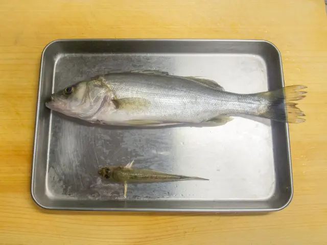うろことはらわたを取り除く