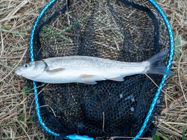 最初に釣れたウグイ
