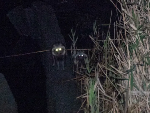 タヌキあらわる