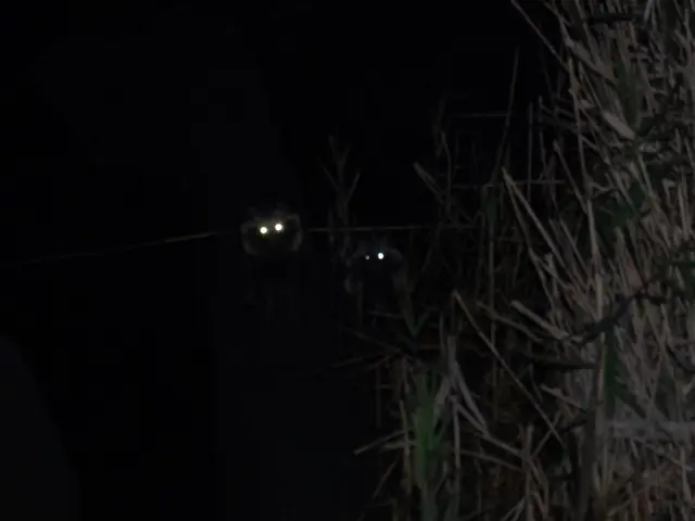 暗闇に光る黄色い眼１