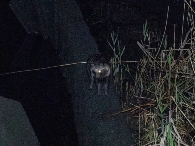 タヌキあらわる１