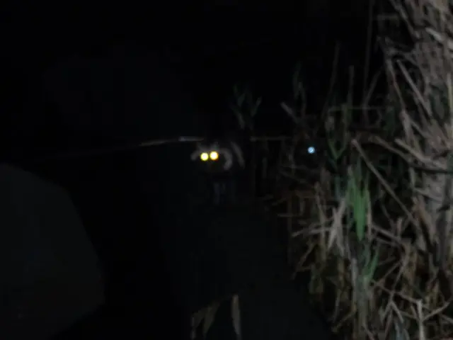 暗闇に光る黄色い眼