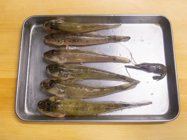 持ち帰ったハゼとテナガエビ