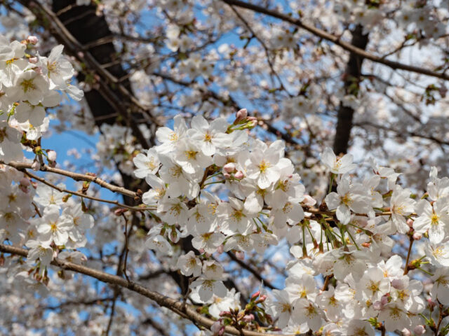 咲く桜の写真