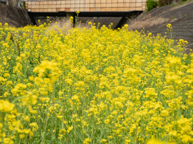黄色い菜の花の群生のアップ写真