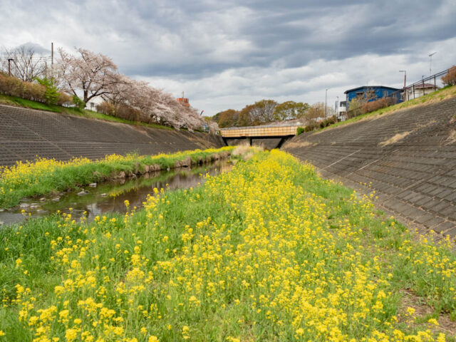 黄色い菜の花の群生と、小川の写真