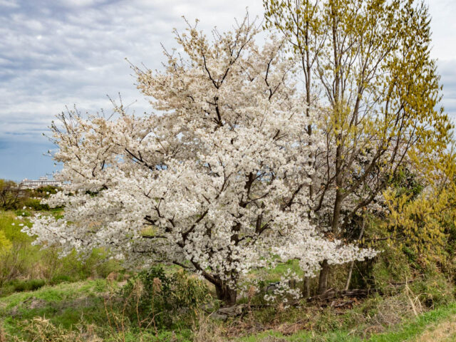 多摩川土手の桜の写真