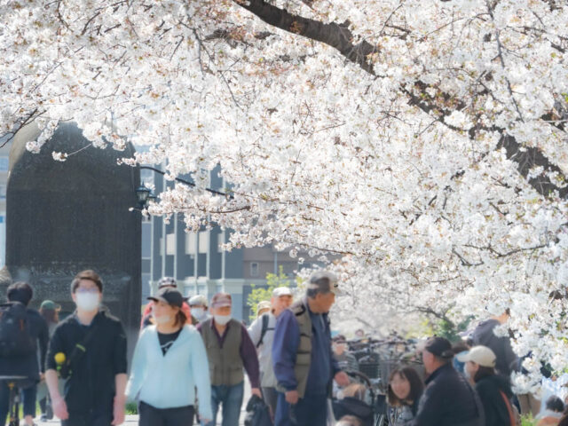 桜とお花見でにぎわう土手沿いの道の写真