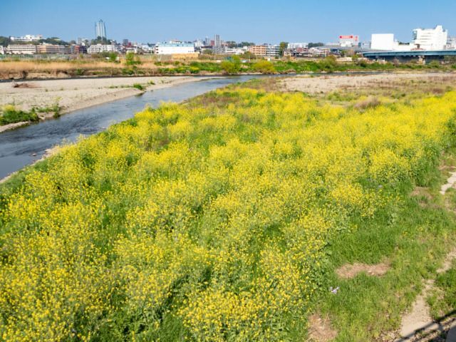 河原が黄色い花で埋め尽くされている写真