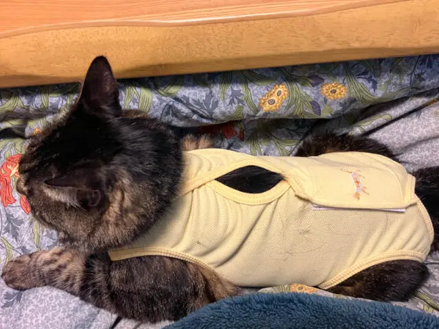 ケインが黄色い治療服を着ている写真