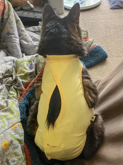 黄色い服を着たケインの写真
