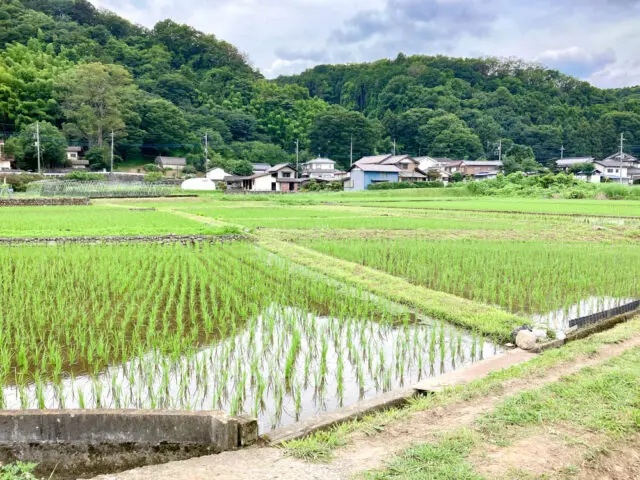水田の広がる風景