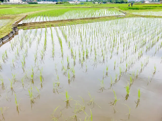 水田の広がる風景