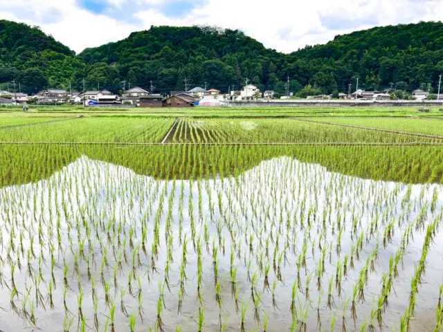 水田の広がる風景
