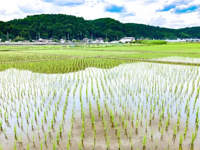 水田の広がる風景