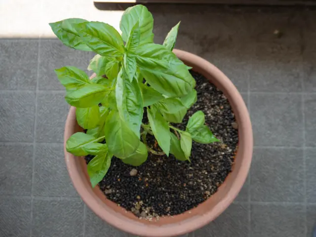 鉢植えのバジルの写真
