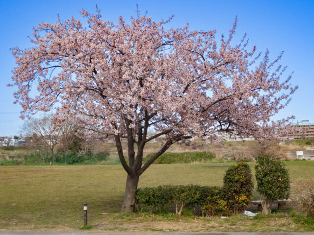早咲きの桜全景