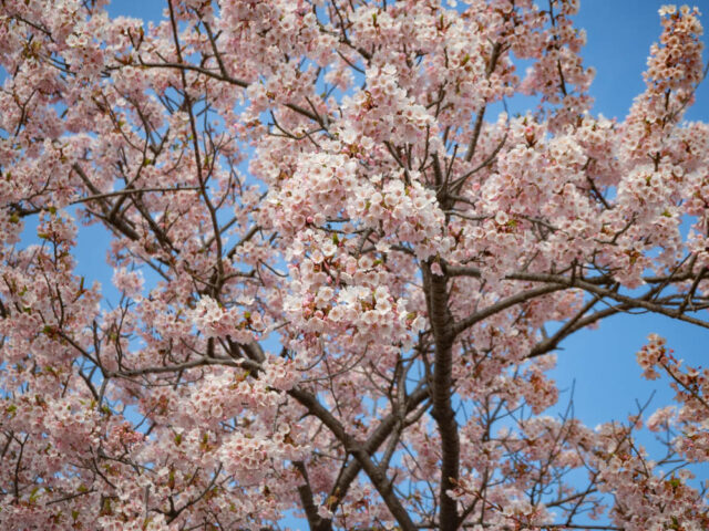 早咲きの桜アップ