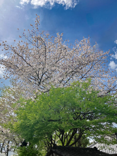 お寺の境内の桜の写真