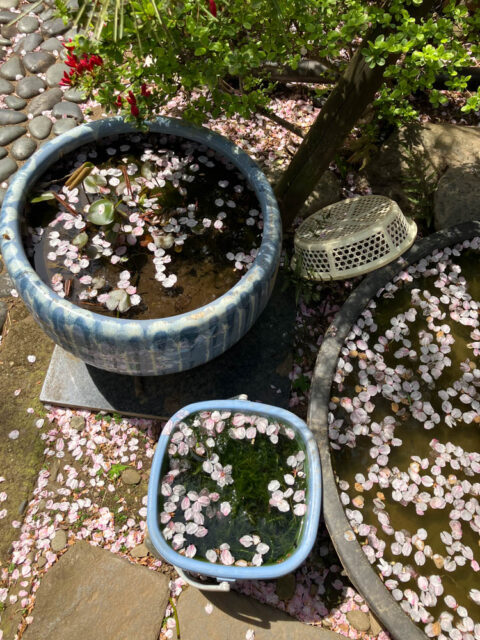 睡蓮鉢に桜の花びらが浮く写真
