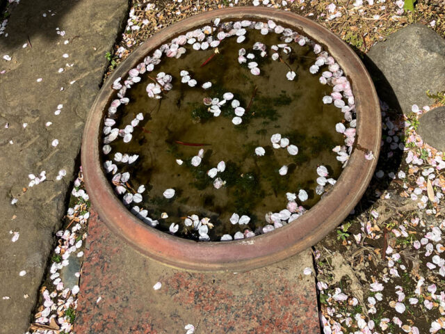 睡蓮鉢に桜の花びらが浮く写真