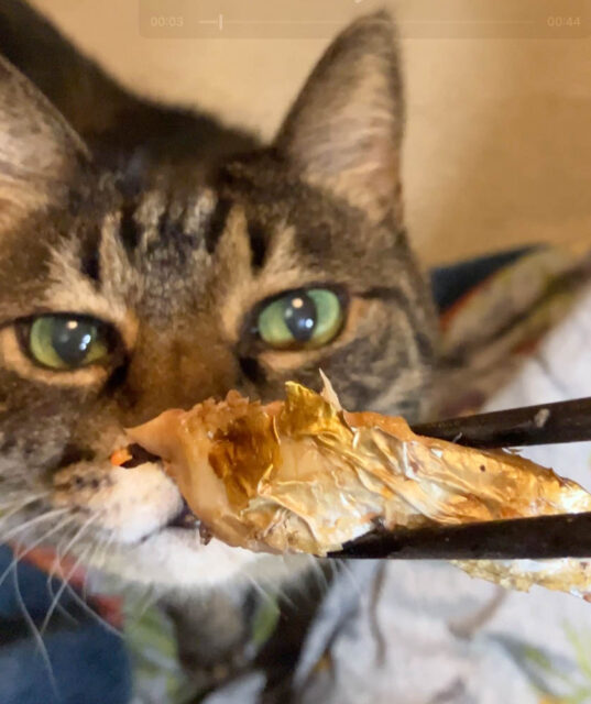 猫の鼻先に焼き秋刀魚を持って行く写真