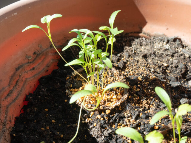 パクチー苗の写真