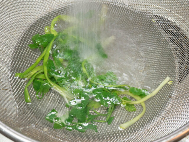湯がいた芹を流水で冷やす写真